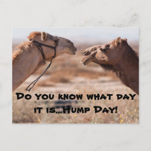 Hump Day Camels Postcard