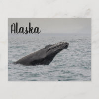 Humpback Breach Alaska