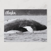Humpback Breach Black and White