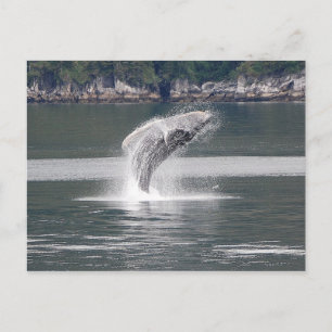 Humpback Breach Postcard