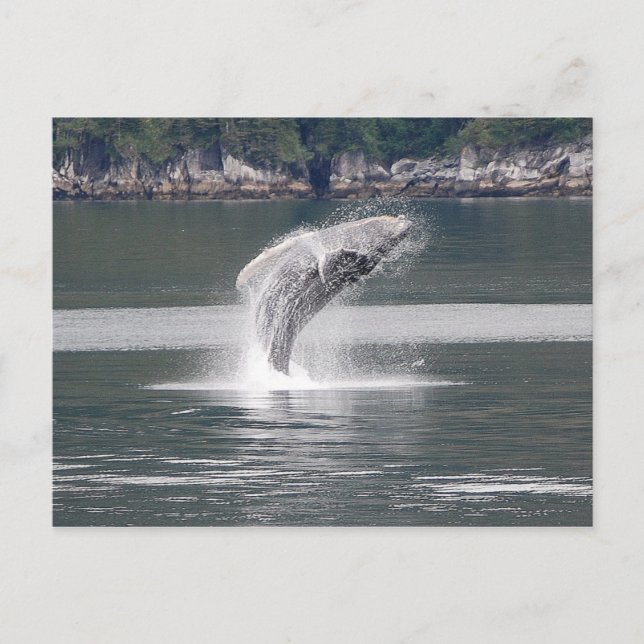Humpback Breach Postcard (Front)
