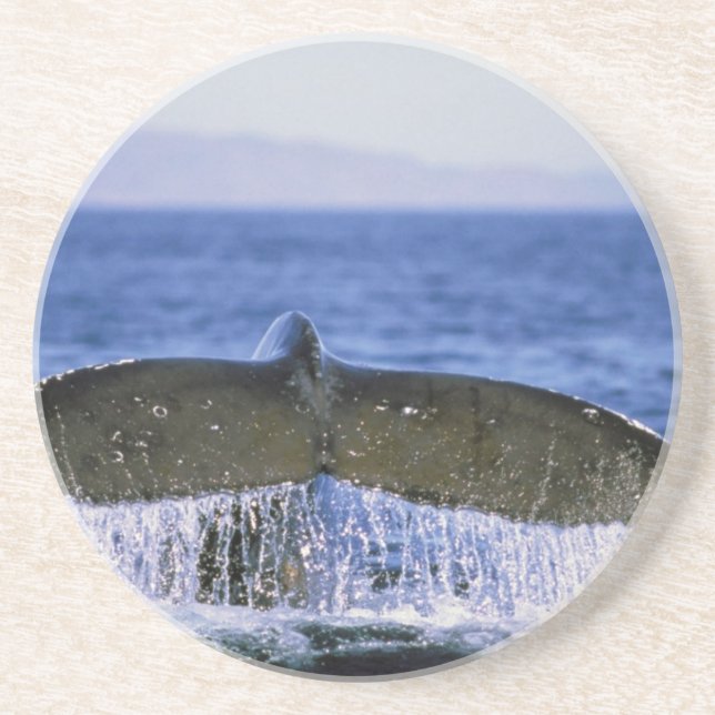 Humpback tail. coaster (Front)