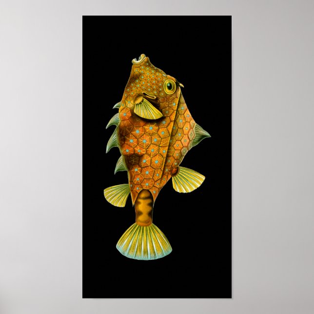 Humpback Turretfish, Ernst Haeckel Fine Art Poster (Front)