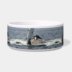 Humpback Whale