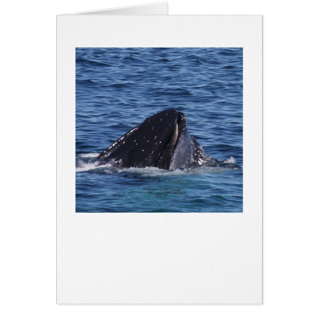 Humpback Whale (Front)