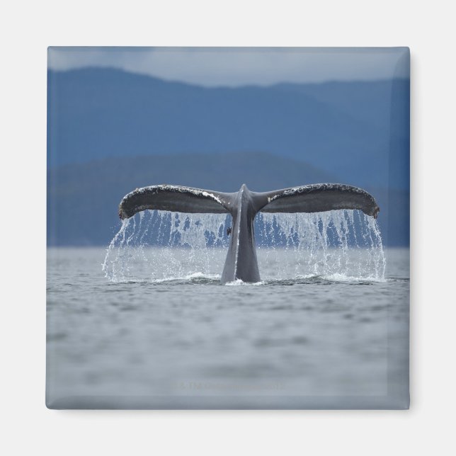 Humpback Whale 2 Magnet (Front)
