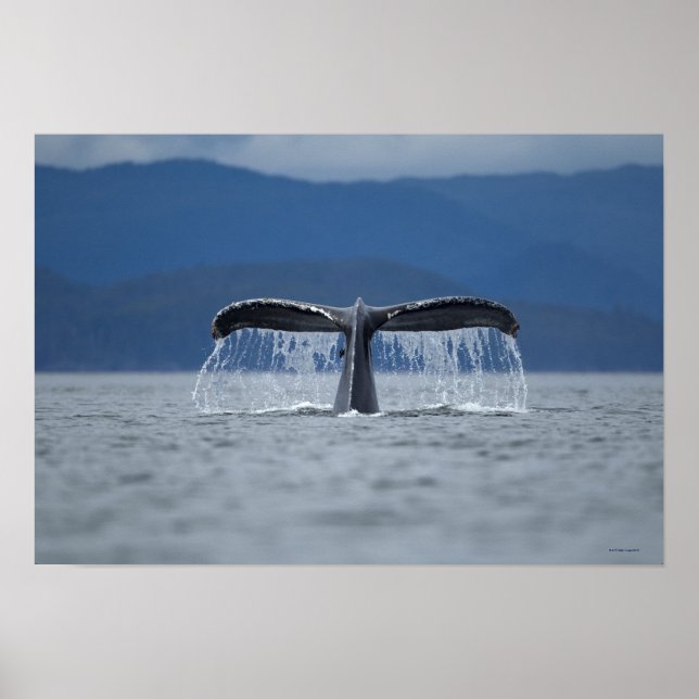 Humpback Whale 2 Poster (Front)