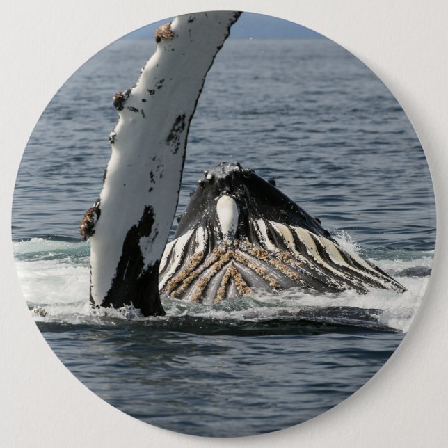 Humpback Whale 6 Cm Round Badge (Front)