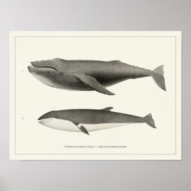 Humpback whale and Minke Whale Poster (Front)