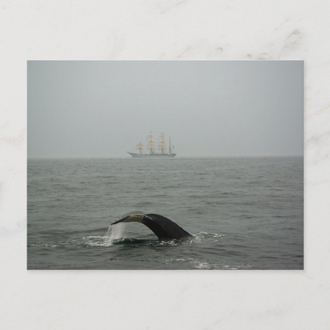 Humpback Whale and Tall Ship 2 Postcard (Front)