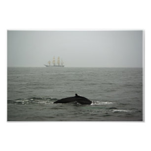 Humpback Whale and Tall Ship Photo Print
