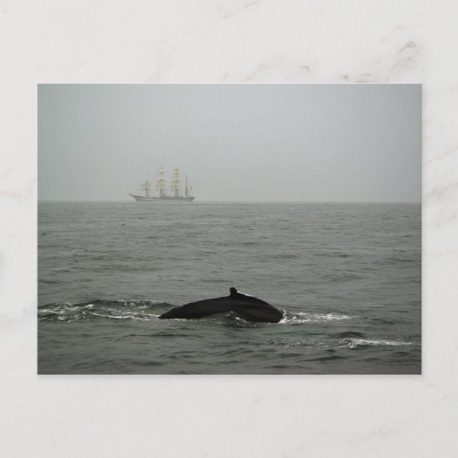Humpback Whale and Tall Ship Postcard (Front)
