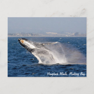 Humpback Whale Breach Postcard
