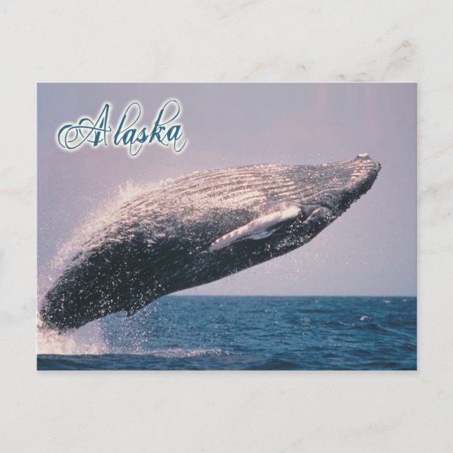 Humpback whale breaching, Alaska Postcard (Front)
