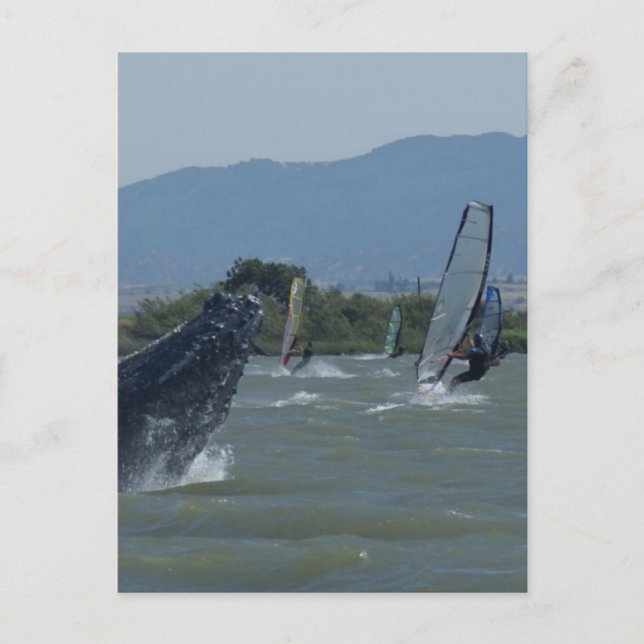 Humpback Whale Breaching by Windsurfers Postcard (Front)