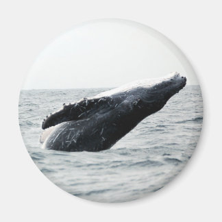 Humpback whale breaching magnet