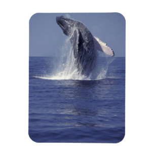 Humpback whale breaching (Megaptera Magnet