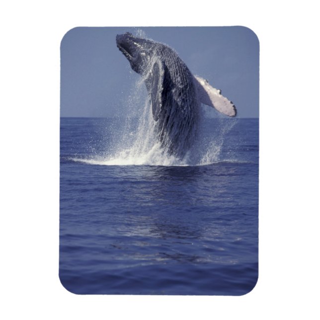Humpback whale breaching (Megaptera Magnet (Vertical)