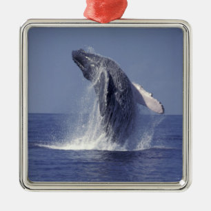 Humpback whale breaching (Megaptera Metal Ornament