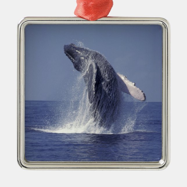 Humpback whale breaching (Megaptera Metal Ornament (Front)