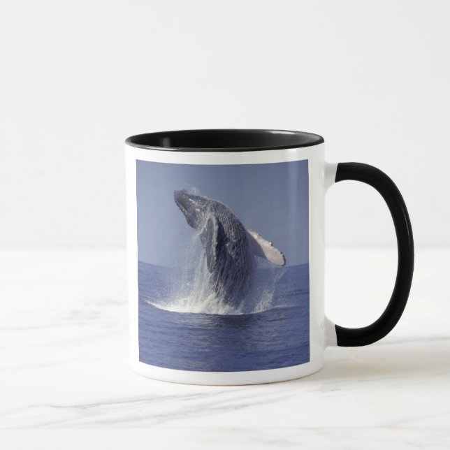 Humpback whale breaching (Megaptera Mug (Right)