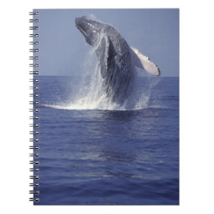 Humpback whale breaching (Megaptera Notebook