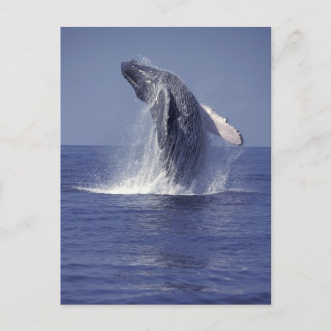 Humpback whale breaching (Megaptera Postcard (Front)