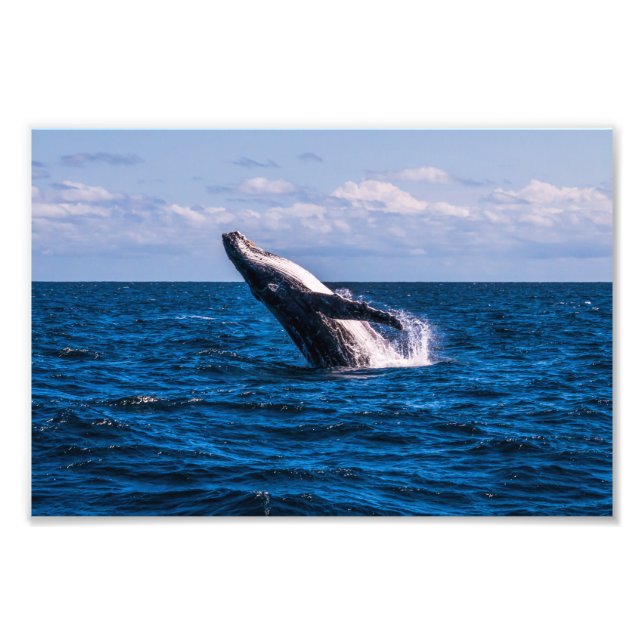 Humpback Whale Breaching Photo Print (Front)