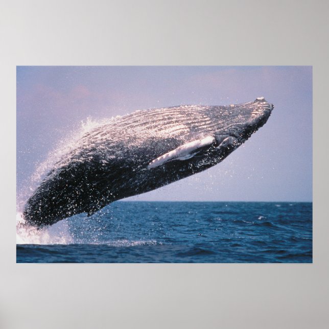 Humpback Whale Breaching Poster (Front)