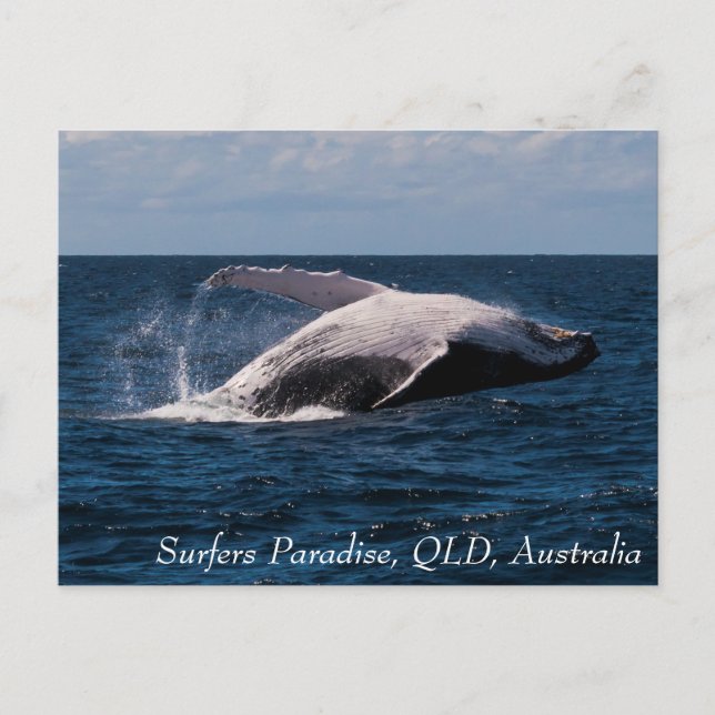 Humpback Whale Breaching Surfers Paradise Postcard (Front)