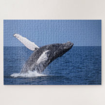 Humpback Whale Breaching the Ocean