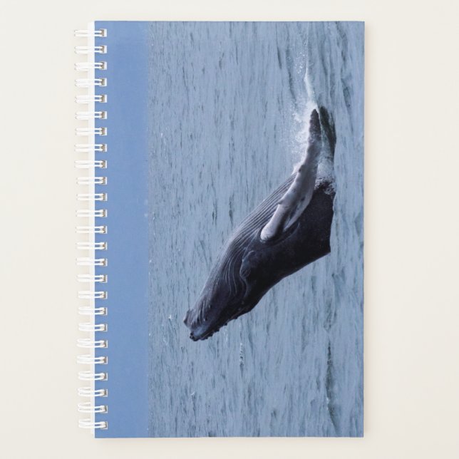 Humpback Whale Calf Breaching Planner (Front)