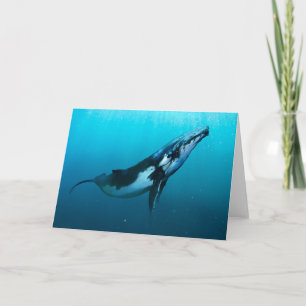 Humpback Whale Card