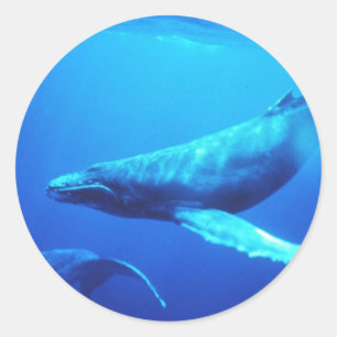 Humpback Whale Classic Round Sticker