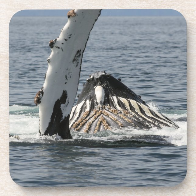 Humpback Whale Coaster (Front)