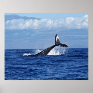 Humpback Whale Diving in Ocean, Fluke Poster