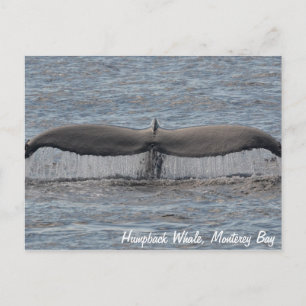 Humpback Whale Flukes Postcard