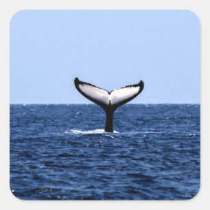 Humpback Whale in Ocean Square Sticker