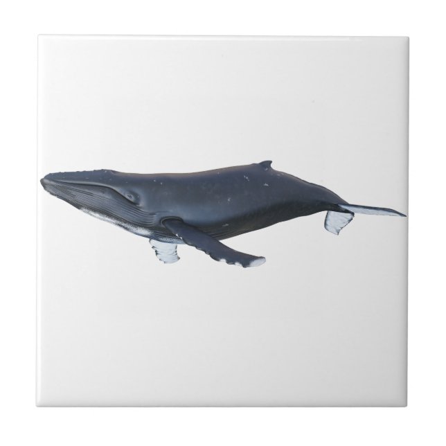 Humpback Whale in Profile Ceramic Tile (Front)