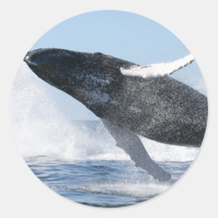 Humpback Whale Jumping High Classic Round Sticker