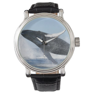 Humpback Whale Jumping High Watch