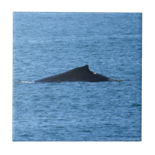 HUMPBACK WHALE MACKAY QUEENSLAND AUSTRALIA TILE