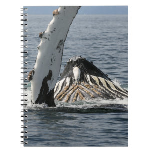 Humpback Whale Notebook