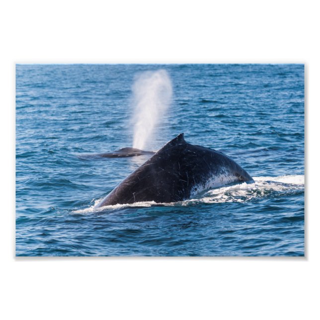 Humpback Whale Photo Print (Front)