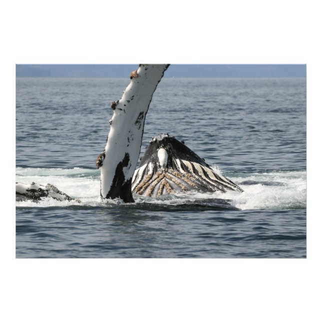 Humpback Whale Photo Print (Front)