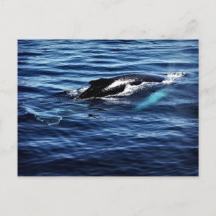 Humpback Whale Postcard