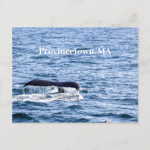 Humpback whale  Postcard