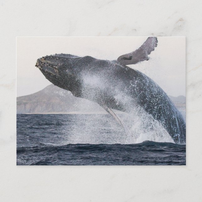 Humpback whale postcard (Front)