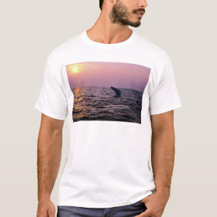 Humpback whale putting on a display at sunset, Cap T-Shirt