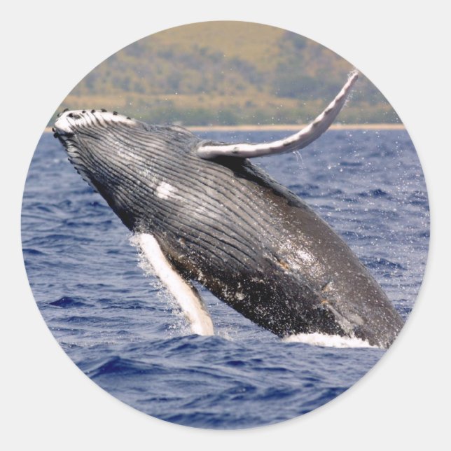 Humpback Whale Splashing Classic Round Sticker (Front)